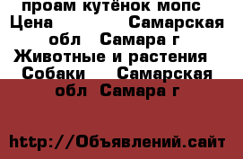 проам кутёнок мопс › Цена ­ 12 000 - Самарская обл., Самара г. Животные и растения » Собаки   . Самарская обл.,Самара г.